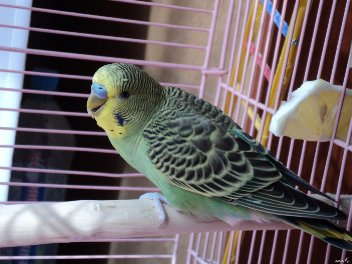 Волнистый попугай природный окрас