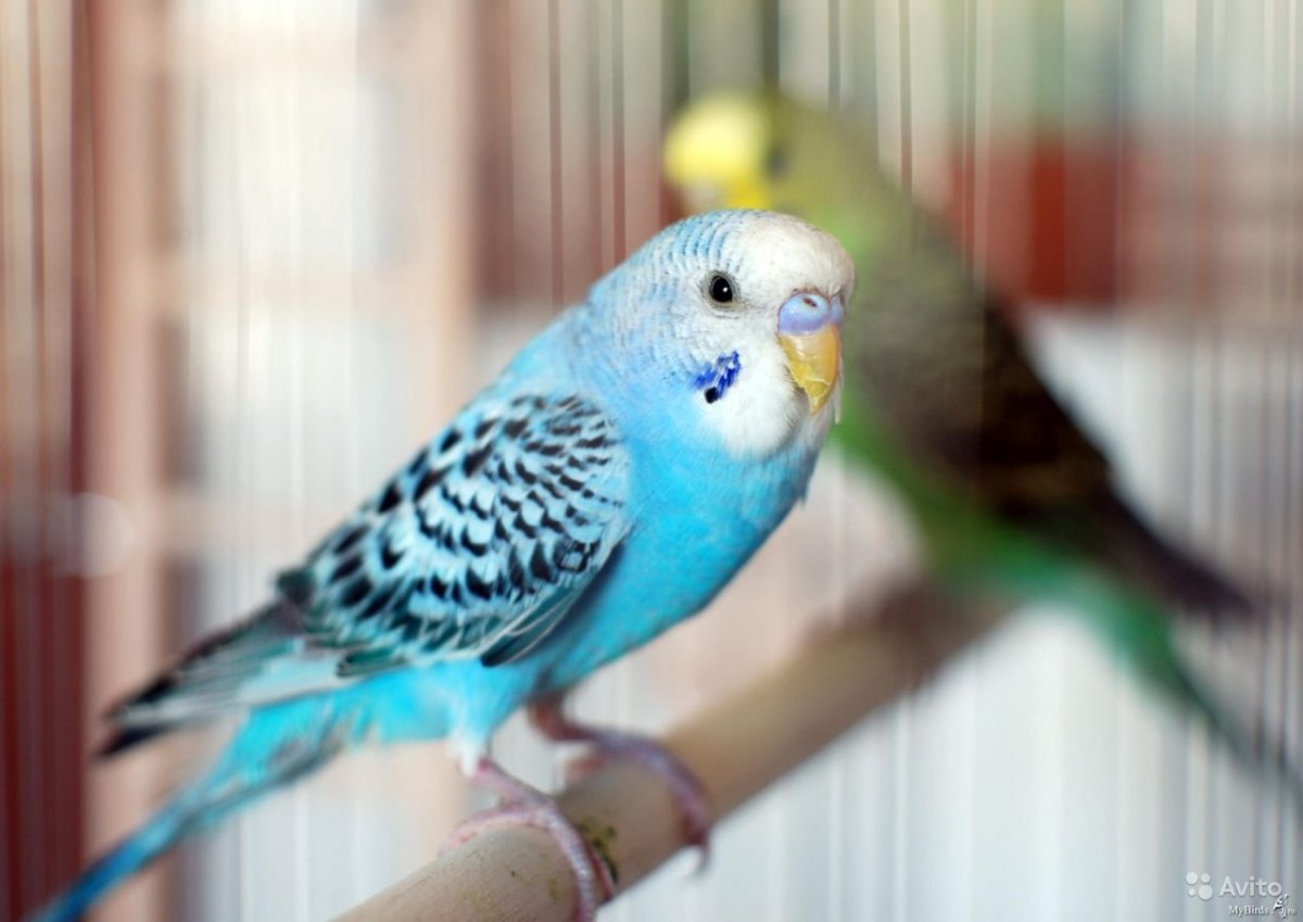 Пинто волнистый попугай