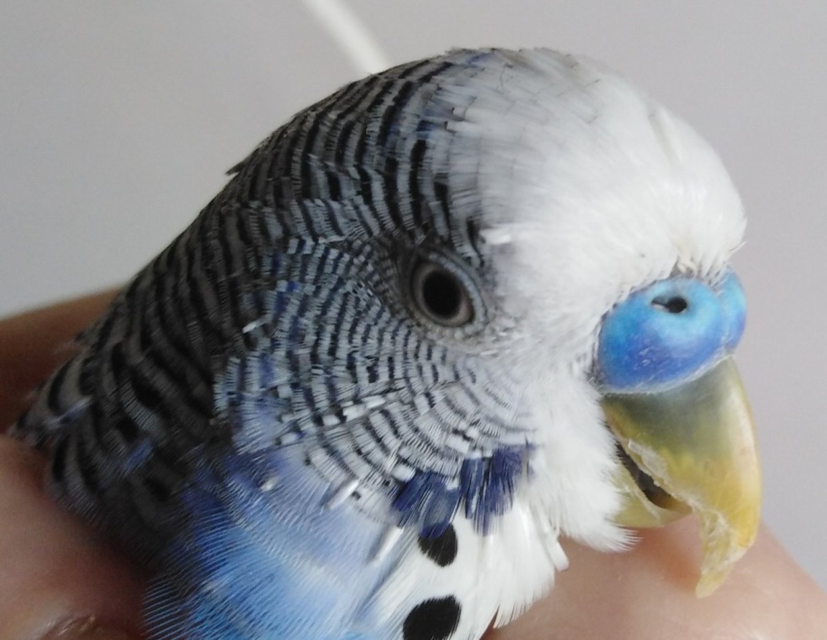 Budgie попугай