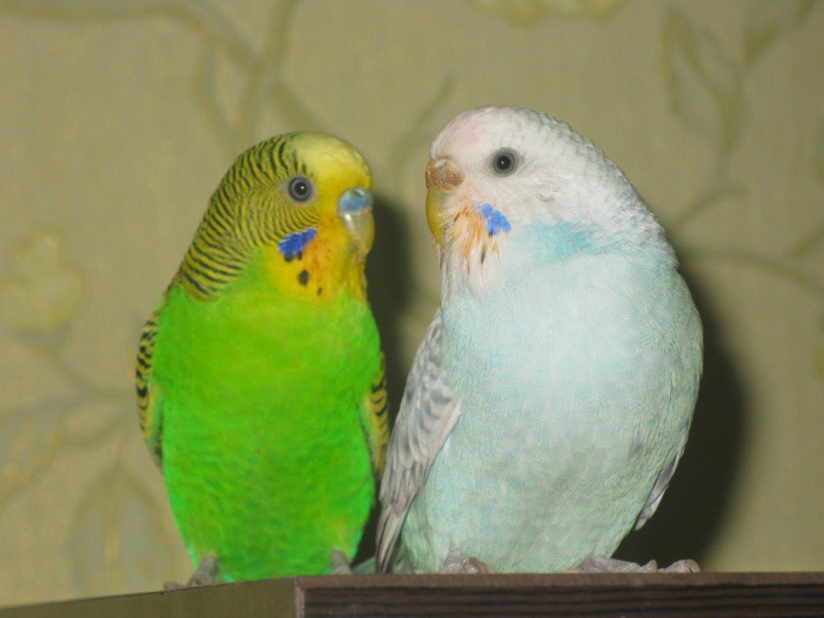 Попугай волнистый окрас серо зеленый