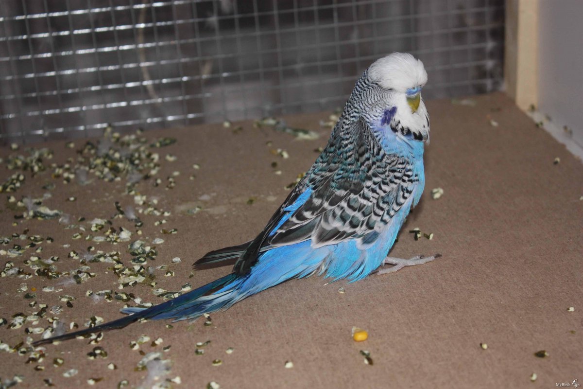 Волнистые попугаи самые редкие расцветки