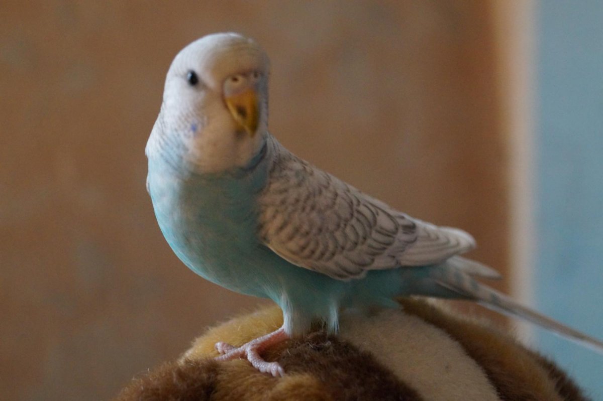 Волнистый попугай Арлекин фото