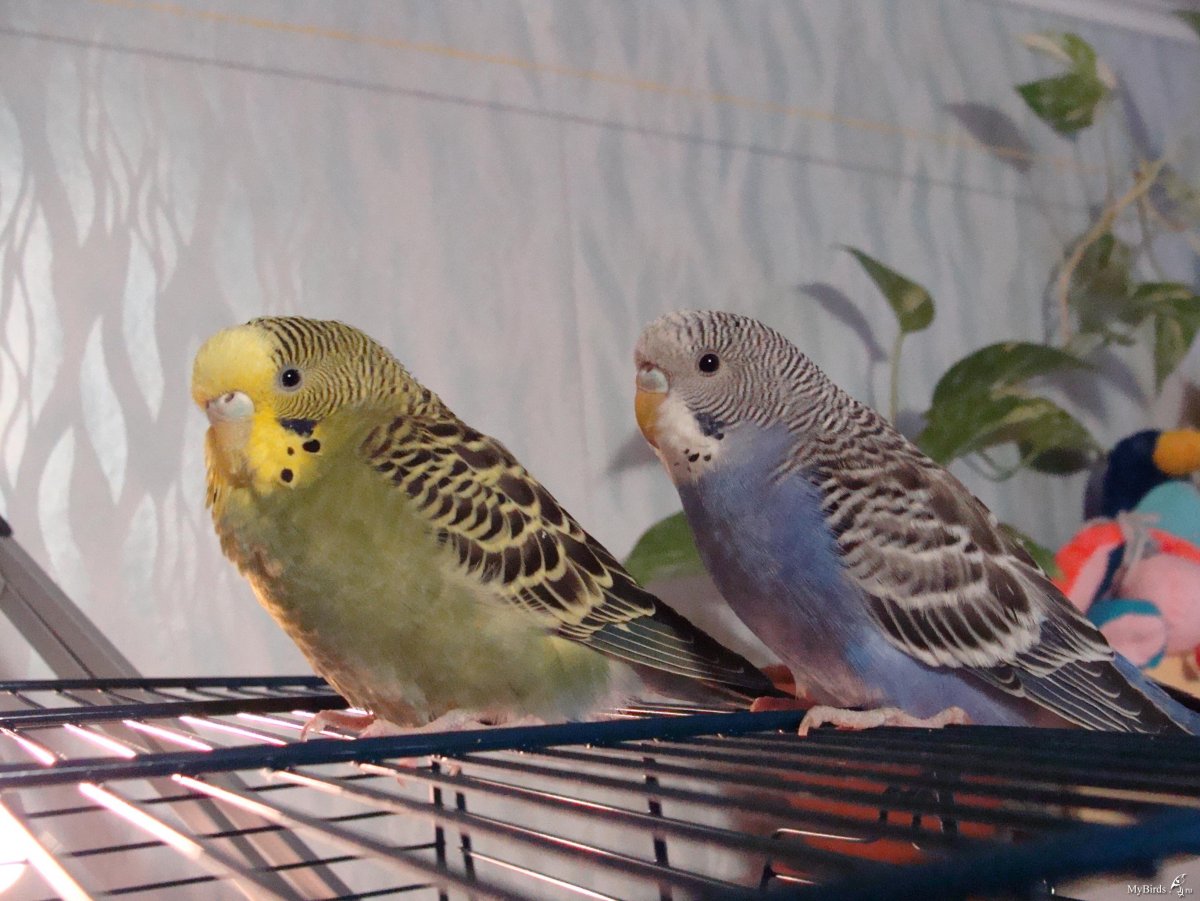 Волнистый попугайчик разноцветный птенцы