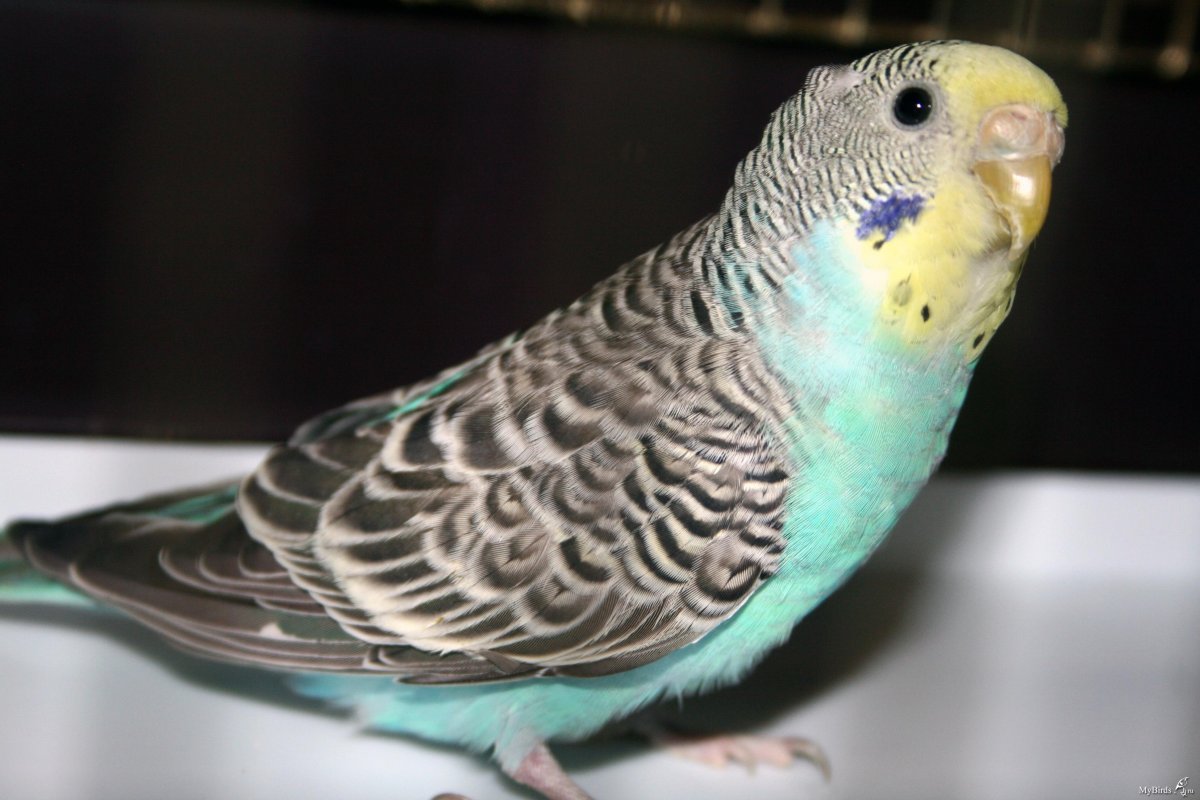 Волнистый попугай Арлекин