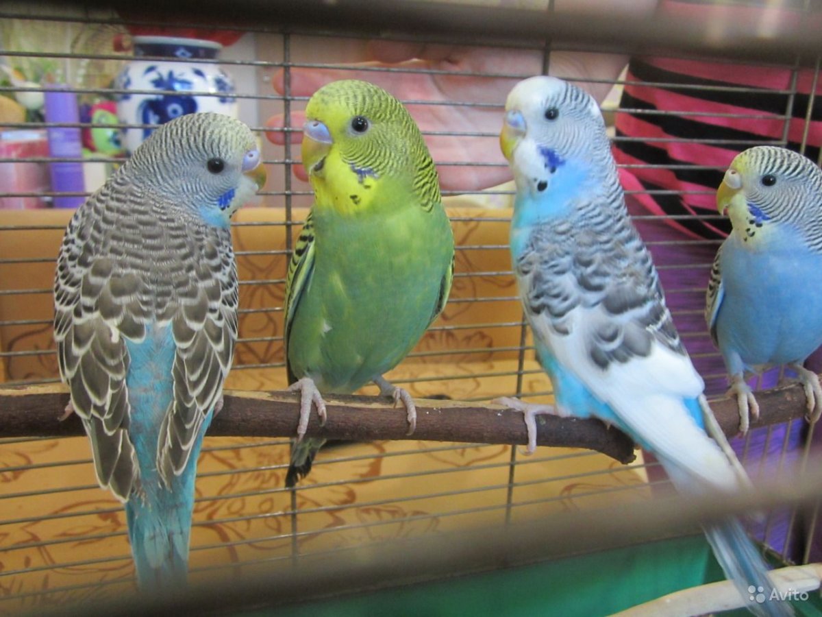 Волнистый попугайчик бельгийский