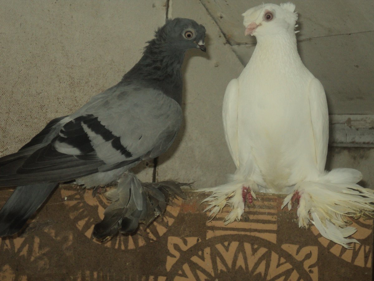 Голуби двухчубые игровые