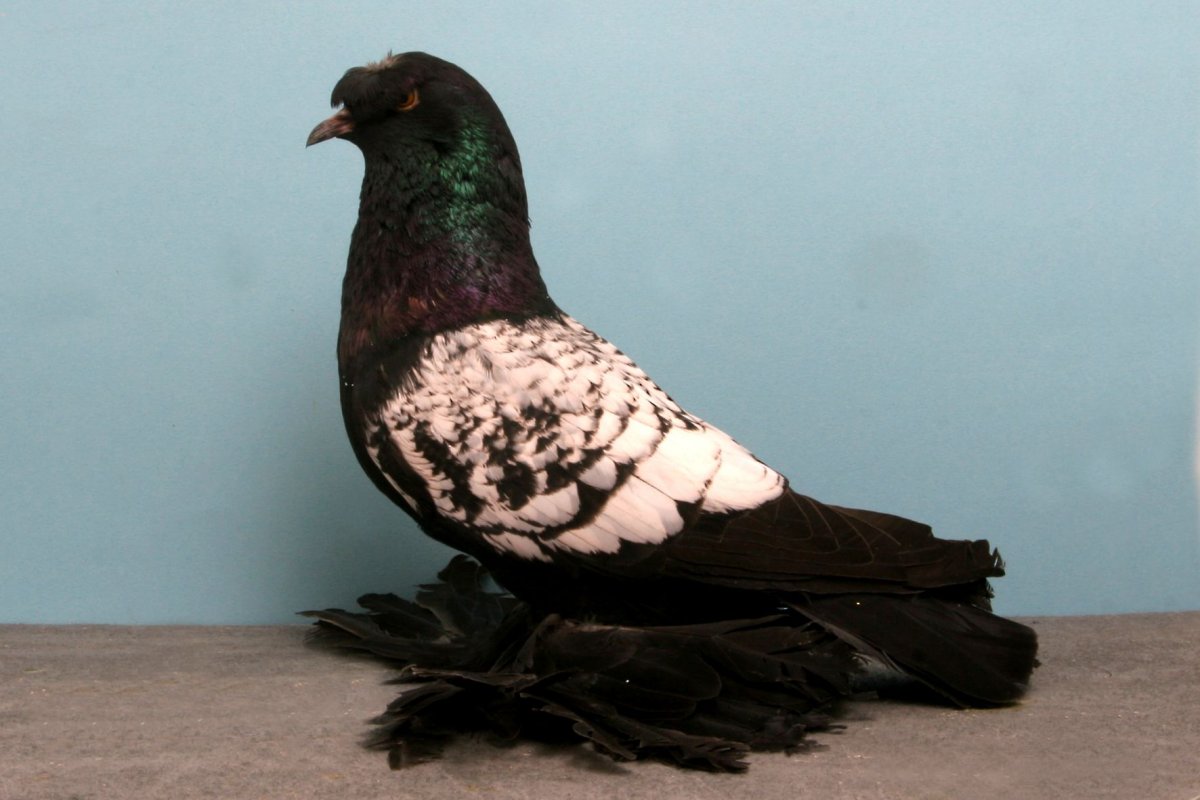 Богемская космоногая Волшебная Ласточка