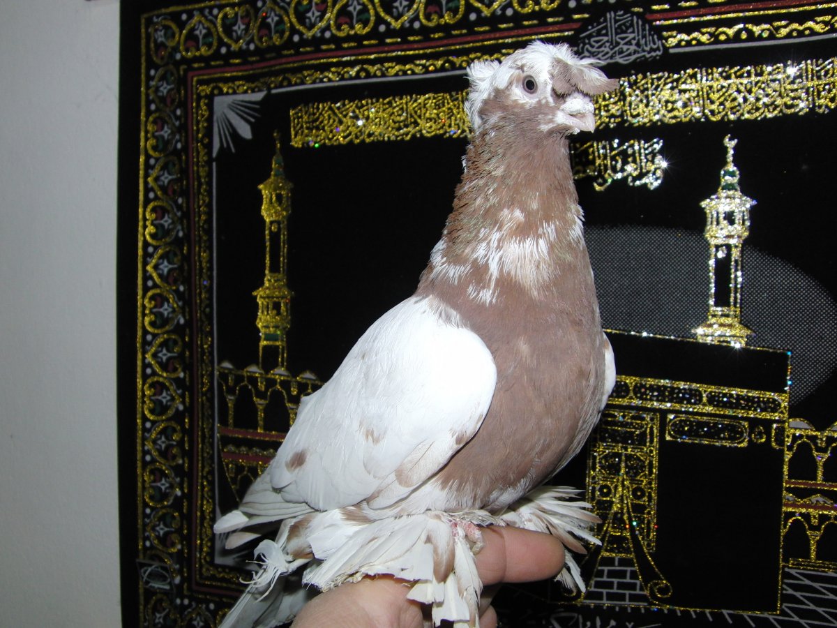 Бухарские бойные двухчубые голуби