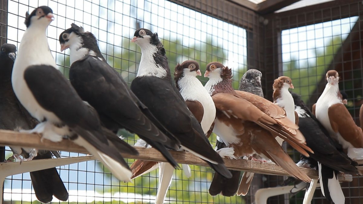 Голуби породы Гамбургский