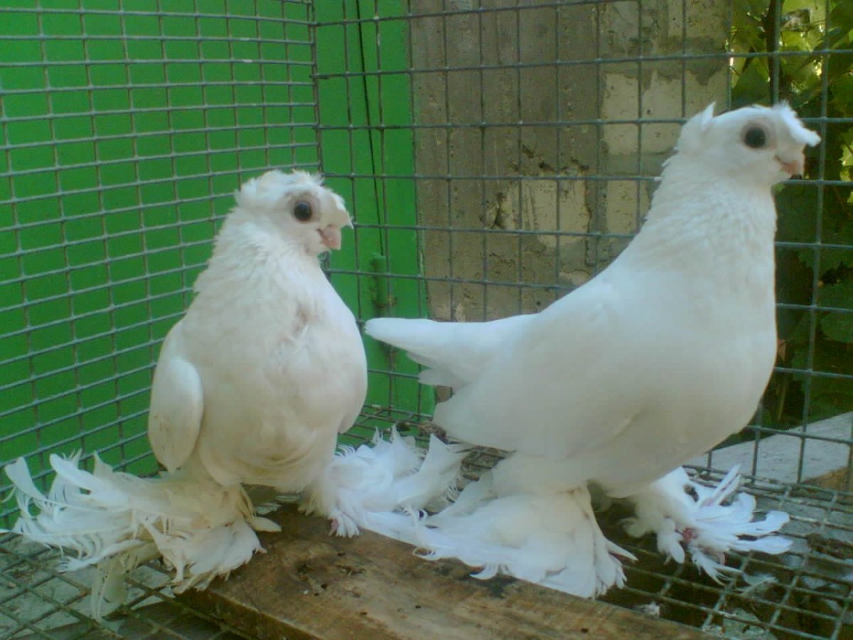 Узбекские бойные короткоклювые голуби