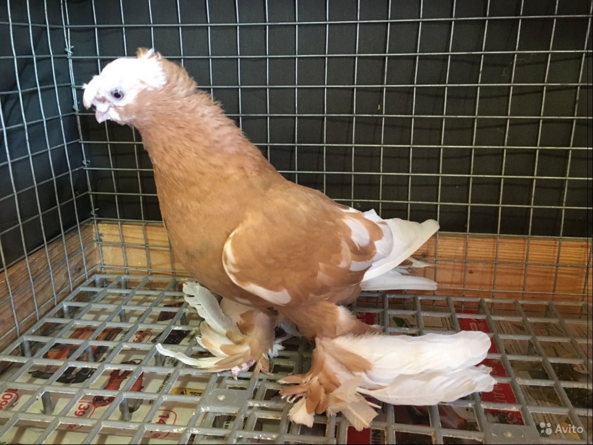 Голуби двухчубые лохмоногие