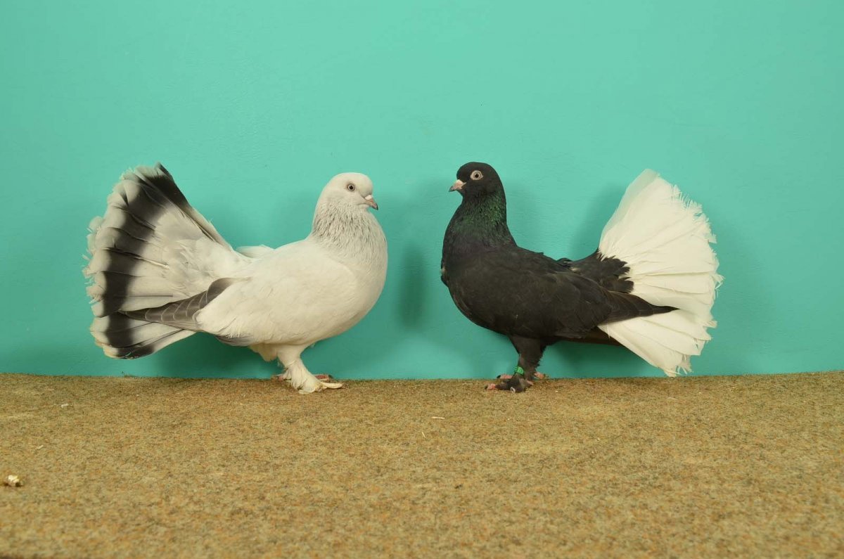 Порода голубей сельджуки