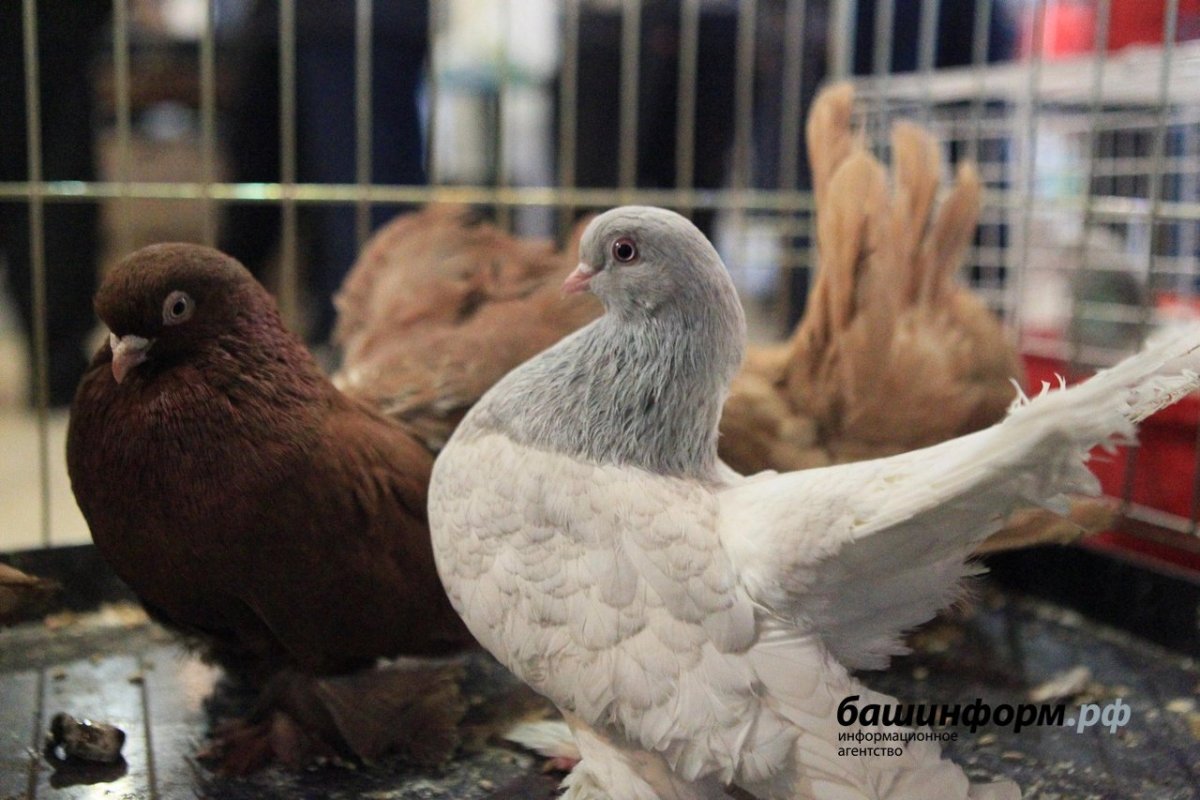 Голуби узбекские 2021