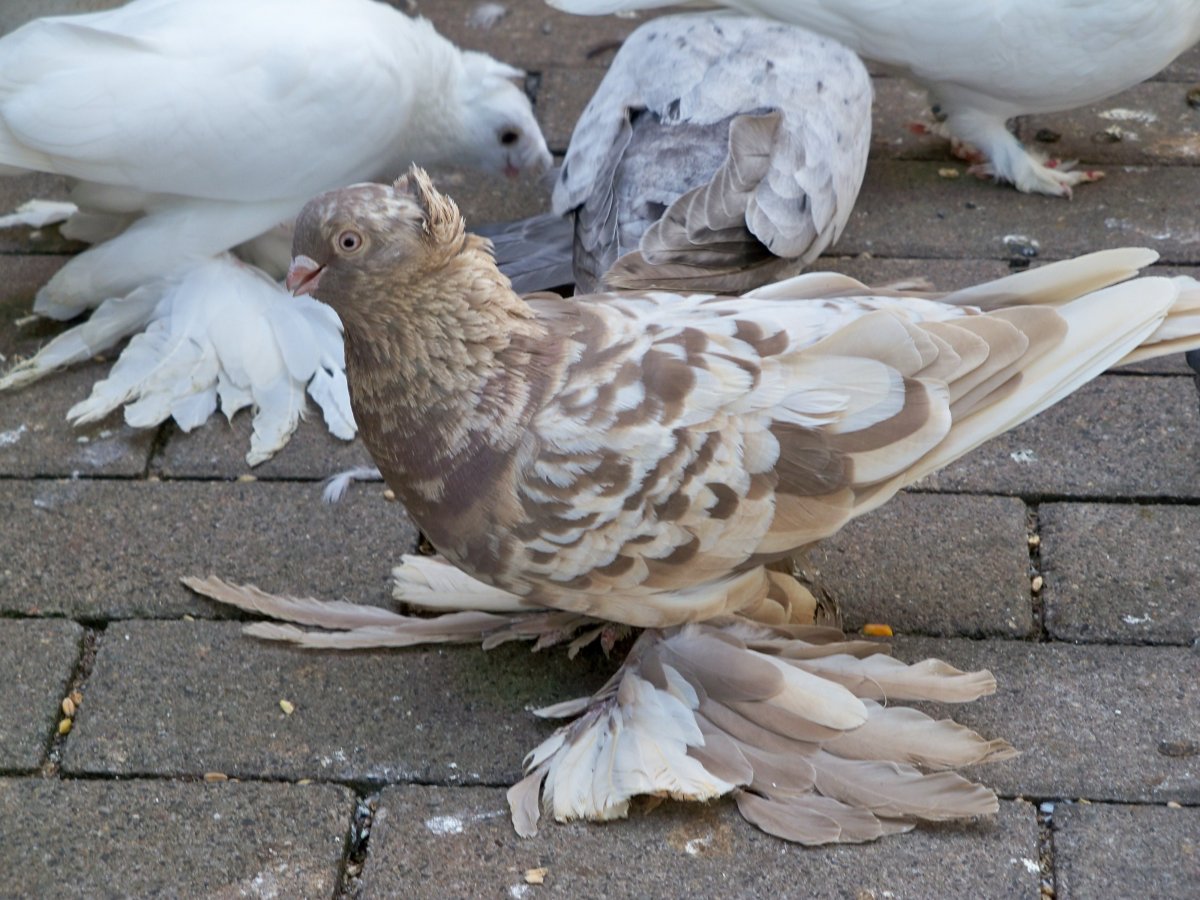 Узбекские голуби носочубые