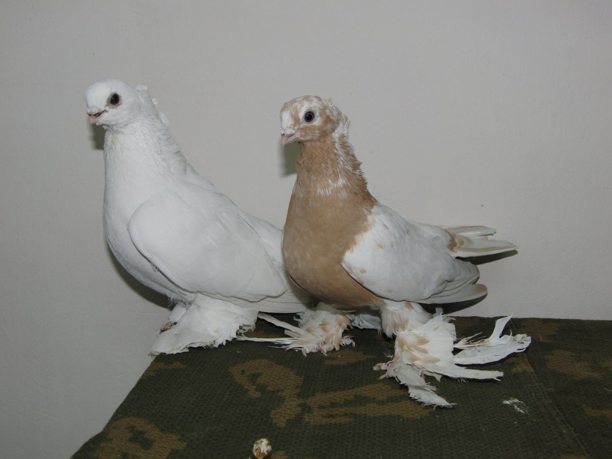 Голуби породы Богемская космоногая