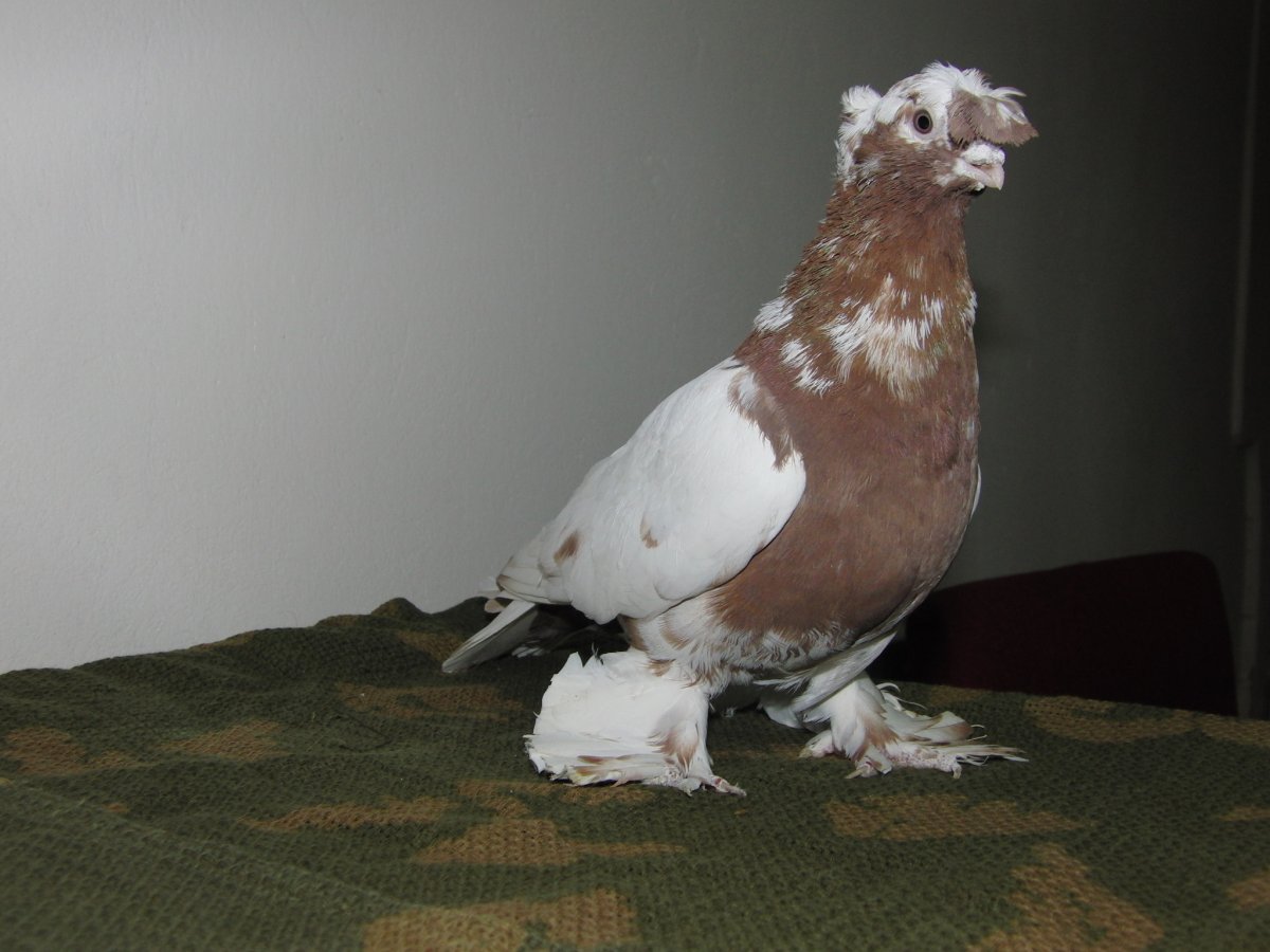 Узбекские голуби Хаккя