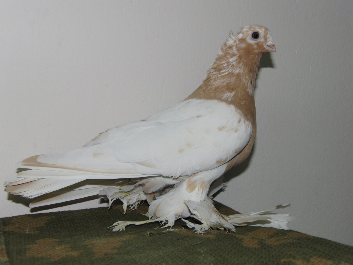 Голуби породы пекинцы