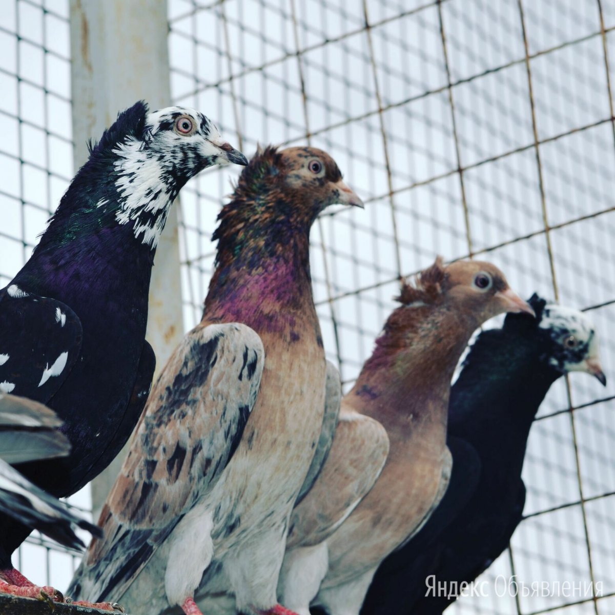 Бакинские бойные голуби