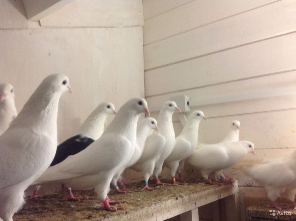 Бойные голуби бакинцы