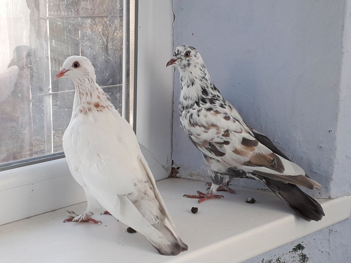 Бойные голуби мраморные Бакинские