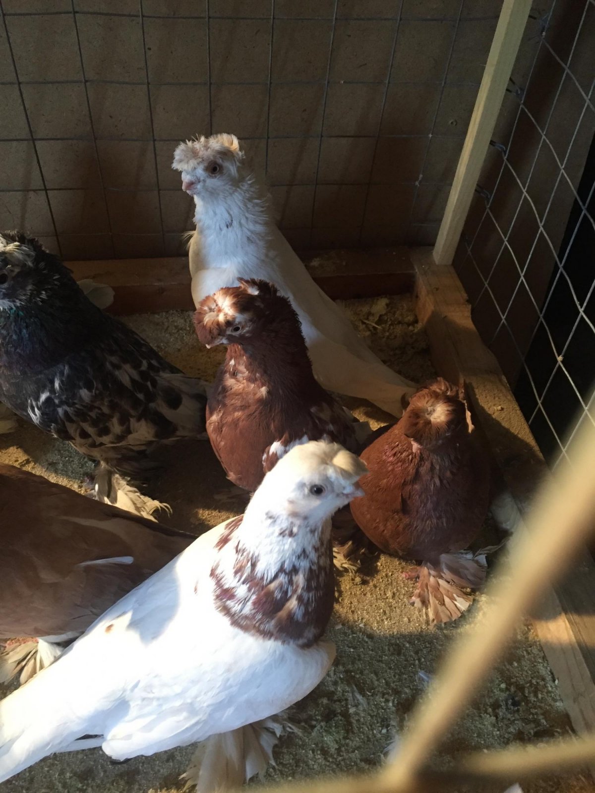 Птица турецкая Такла