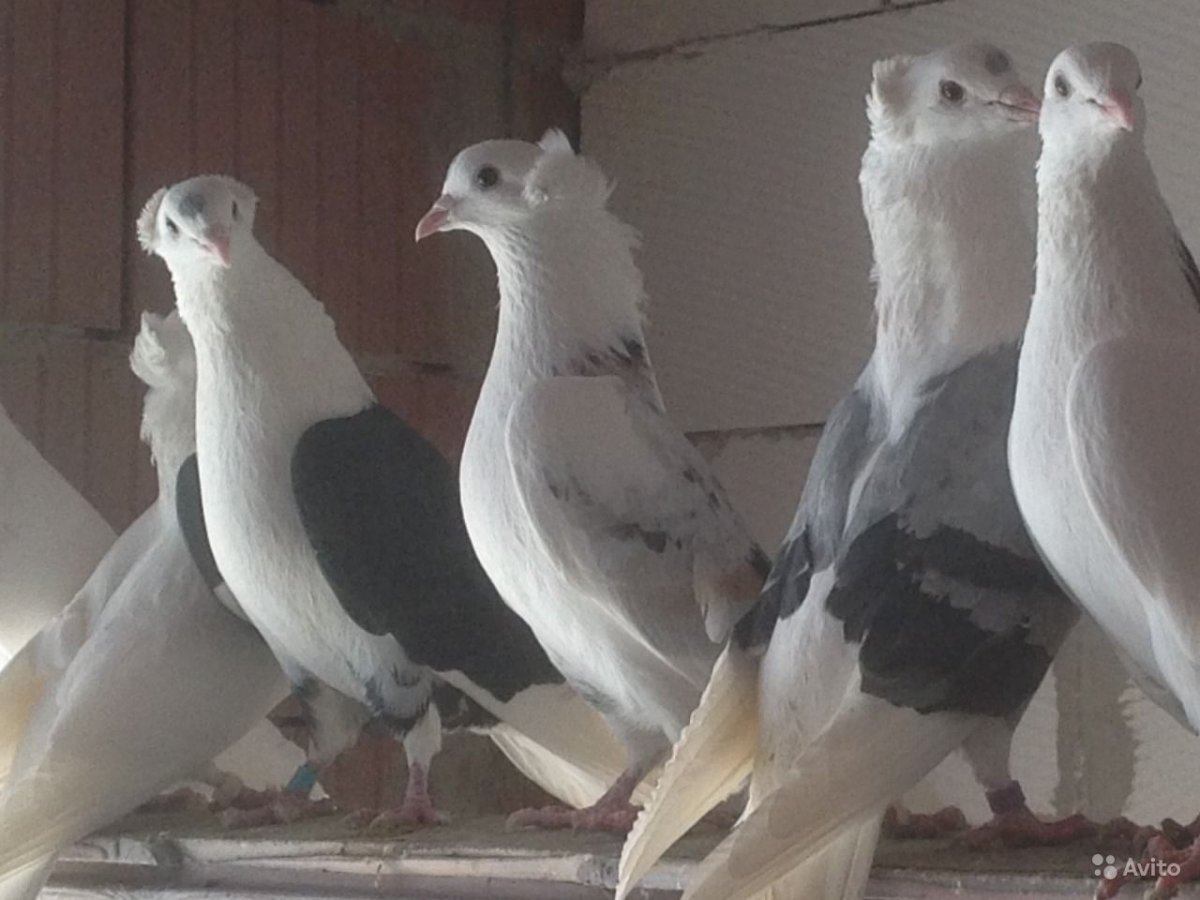 Бакинские бойные голуби