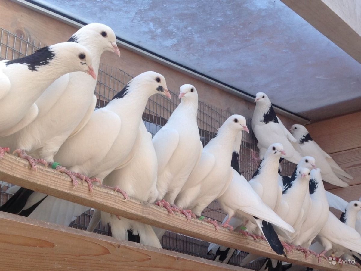 Бакинские бойные голуби