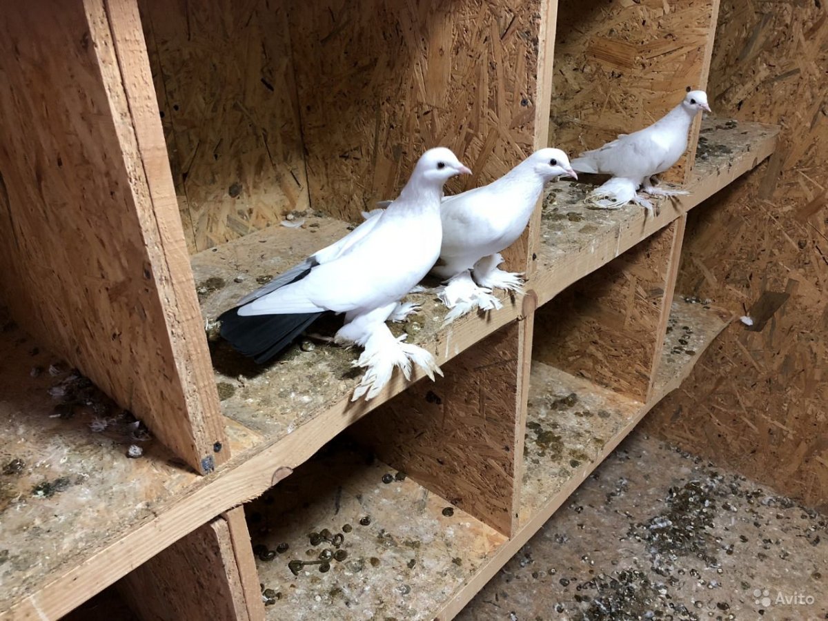 Кубинские голуби бойные