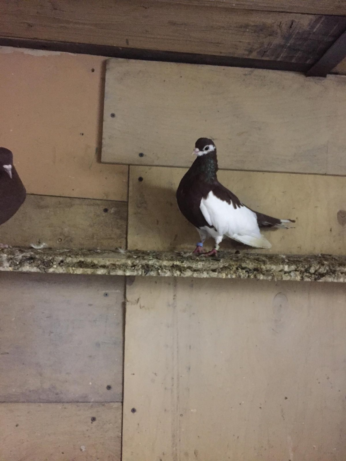 Узбекские голуби буйные