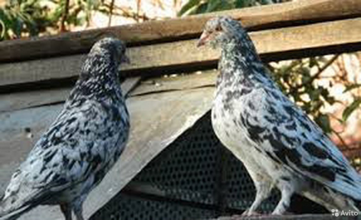 Бакинские бойные голуби
