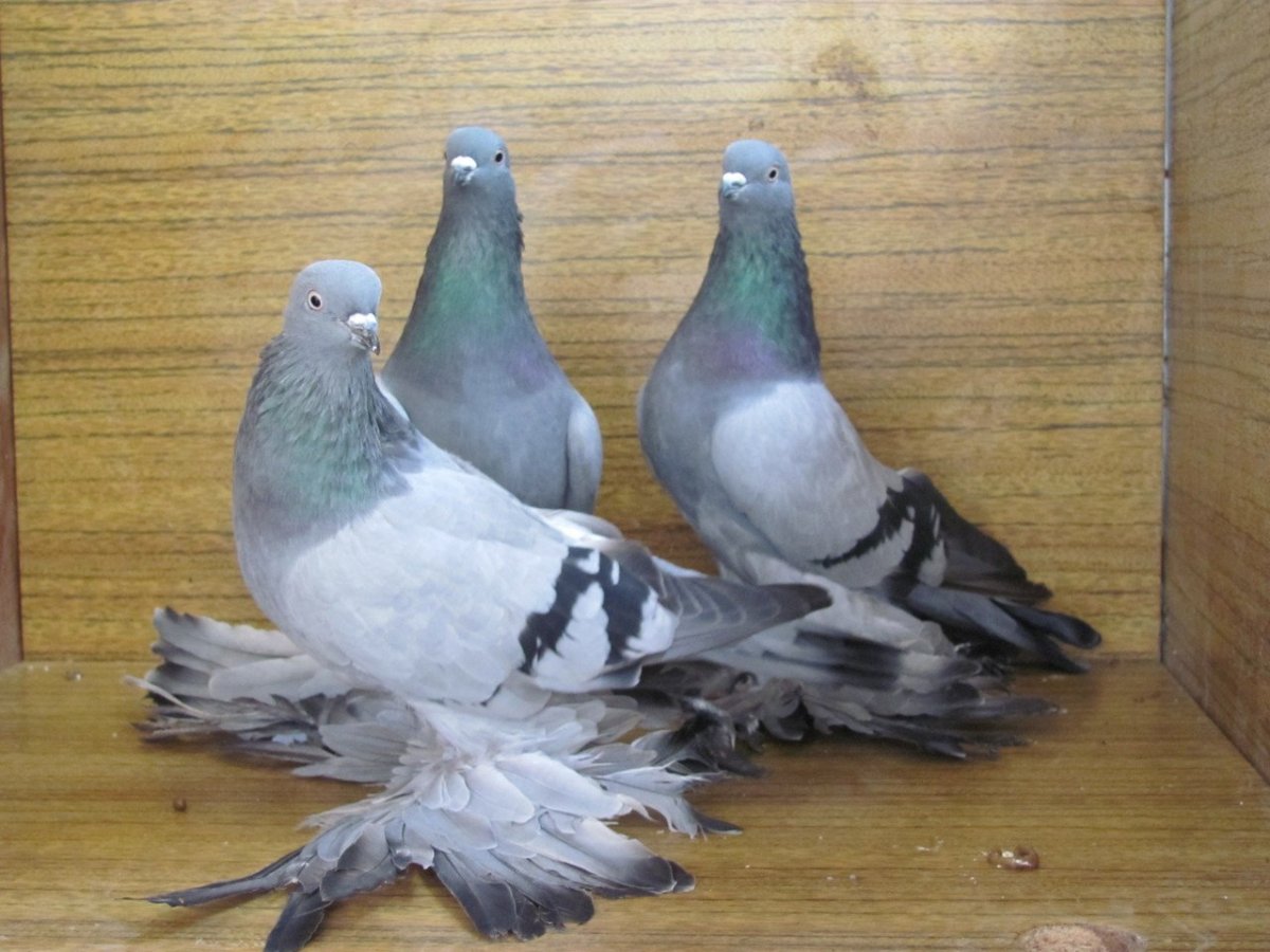 Голуби цветнохвостые бойные