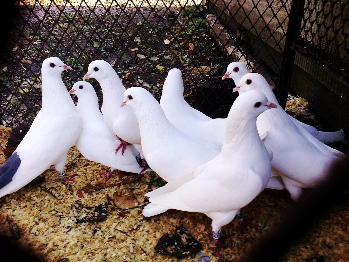 Бойные голуби Баку