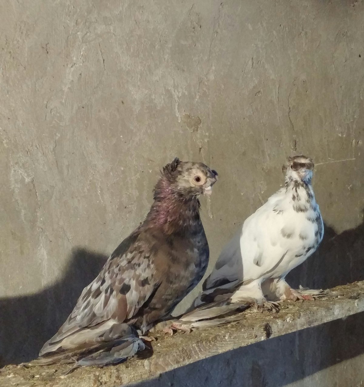 Бакинские бойные голуби красные