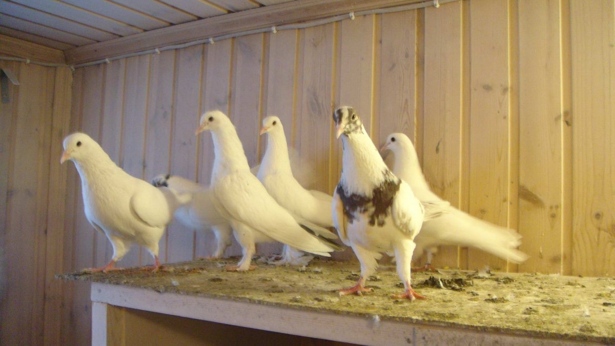 Бакинские голуби