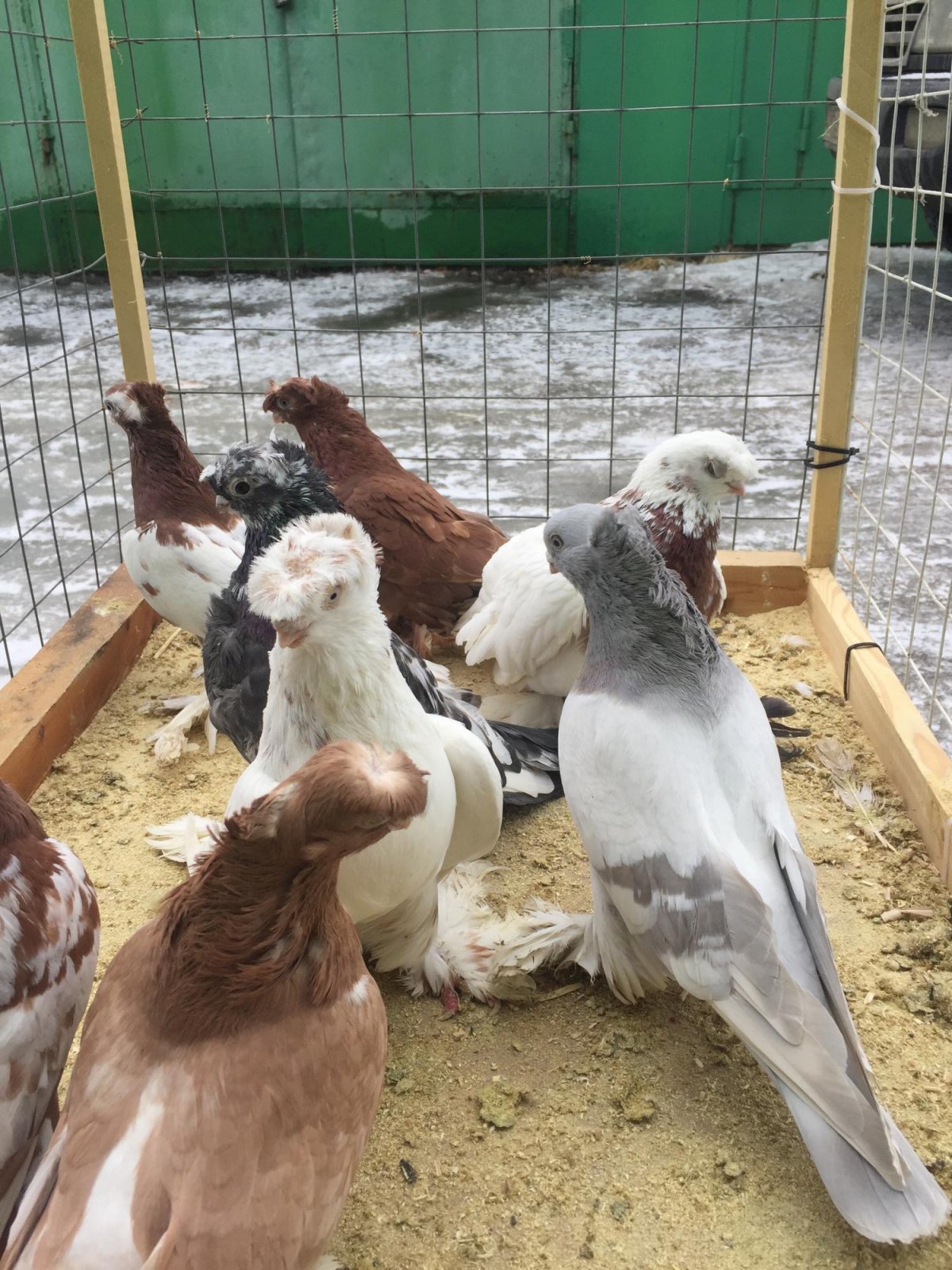 Голуби Бакинские бойные бокатые