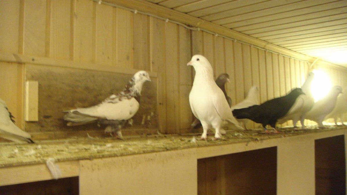 Северокавказские бойные голуби