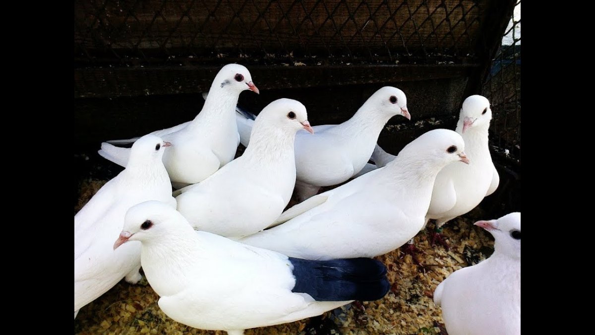 Белые Бакинские бойные голуби одночубые