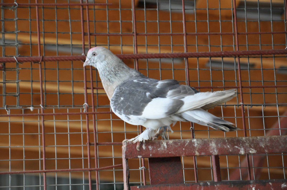 Бакинские шейки бойные голуби