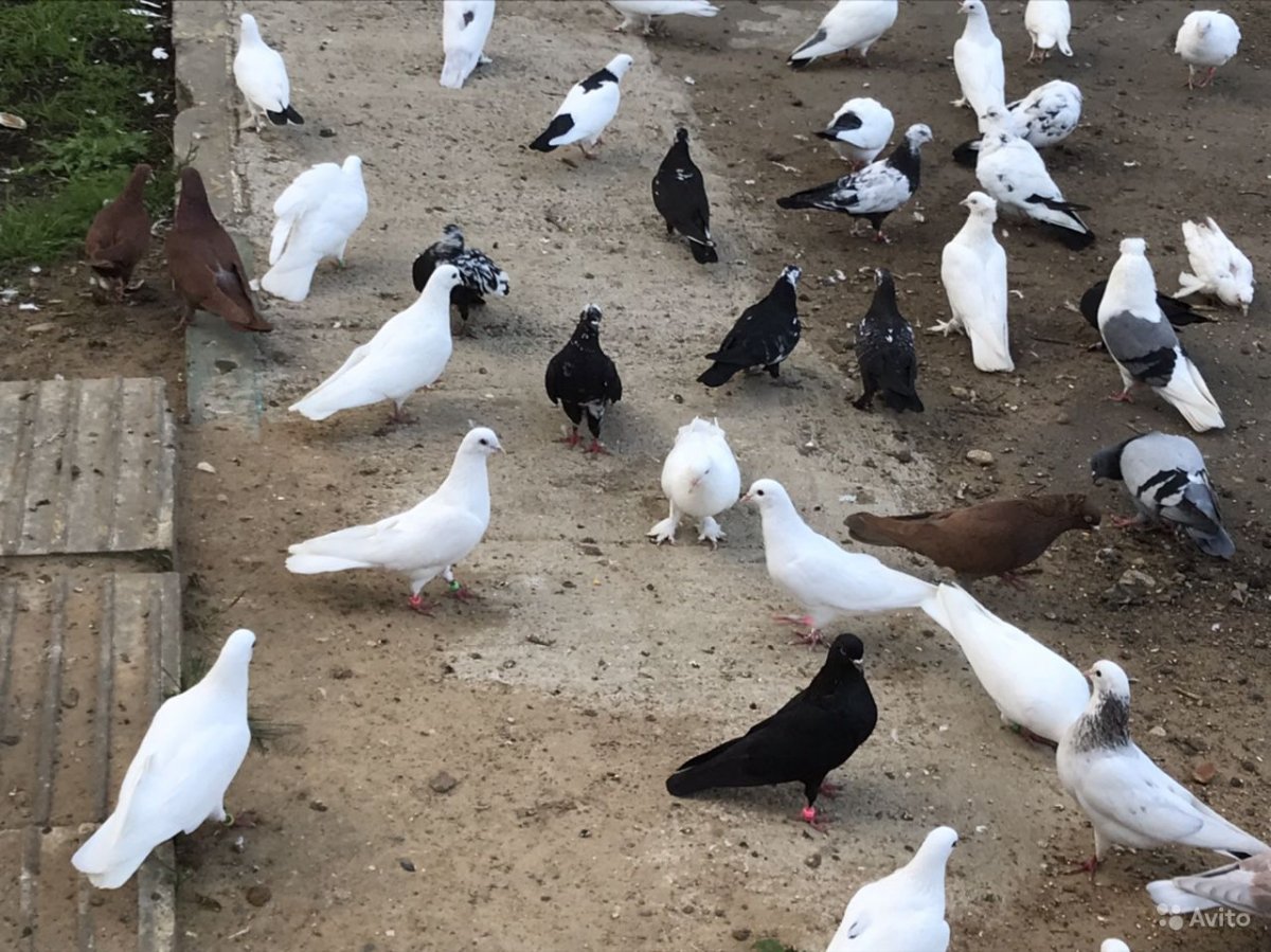 Бакинские бойные голуби