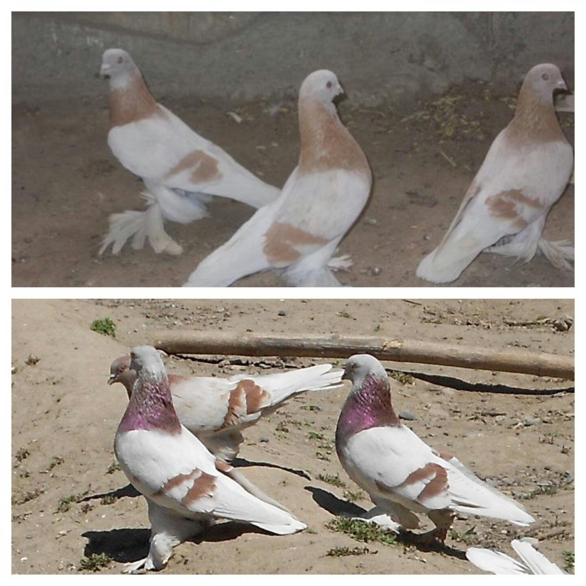 Бакинские бойные сизые