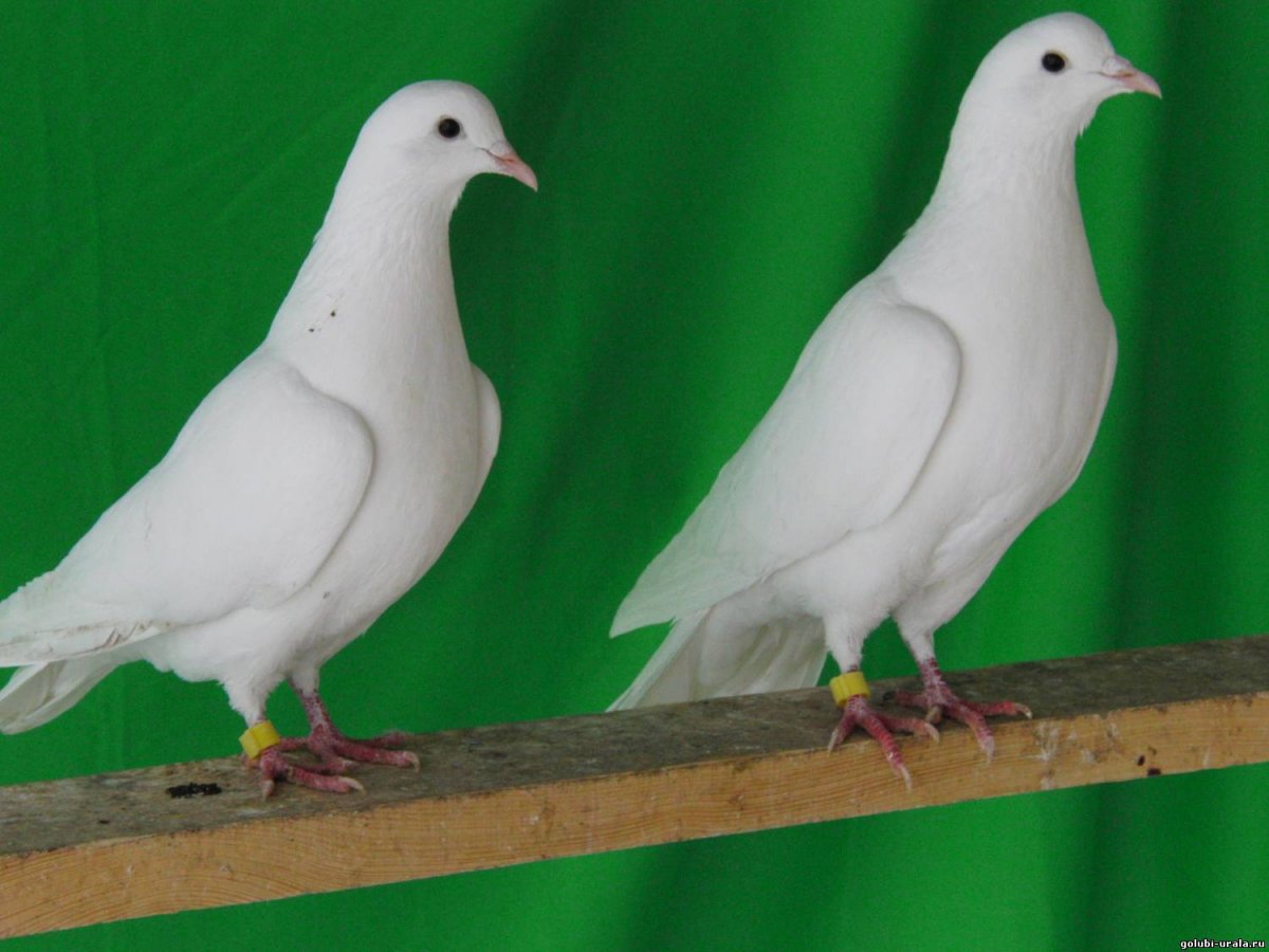 Желтогрудые Бакинские голуби