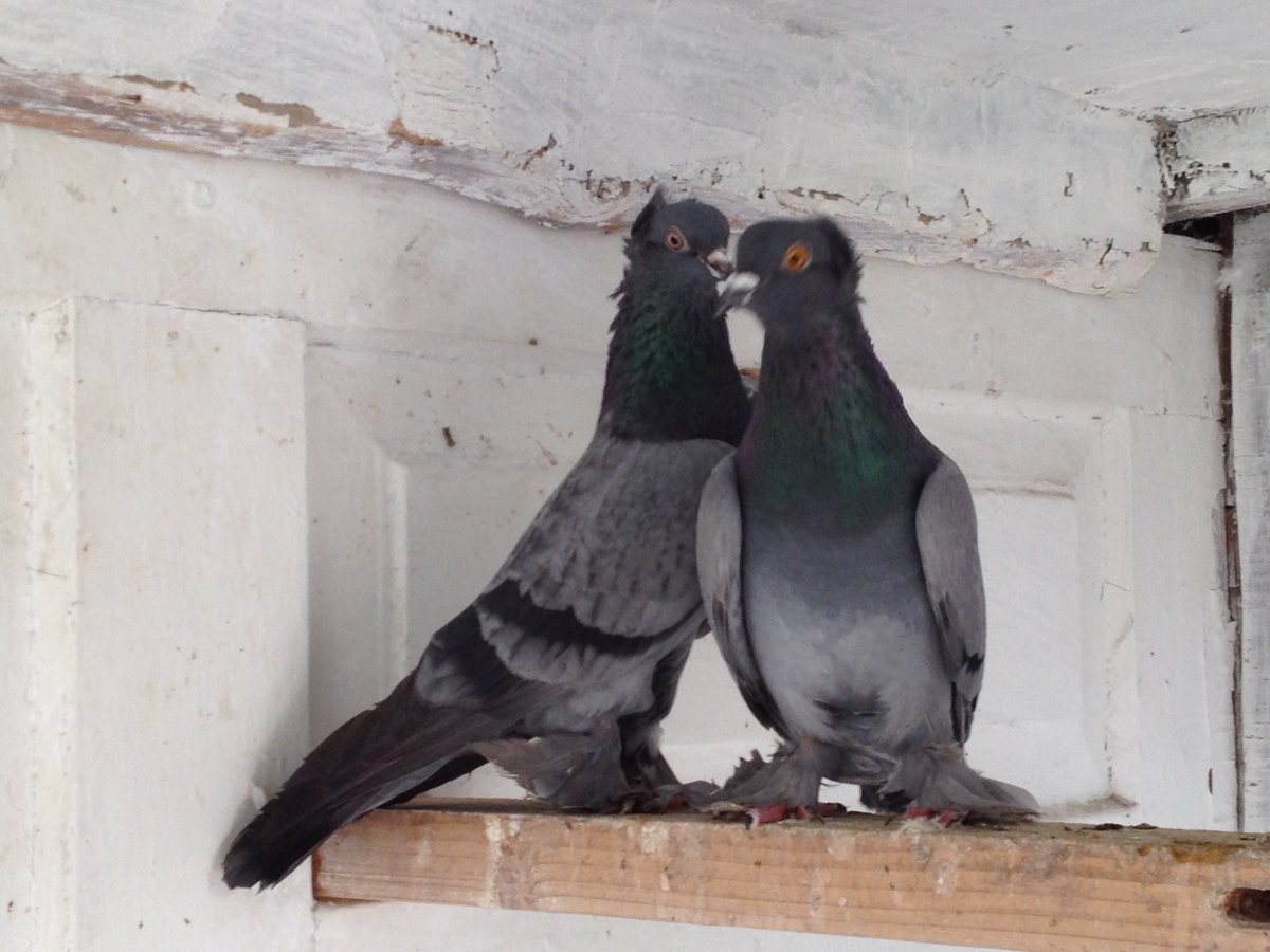 Бойные голуби иранцы