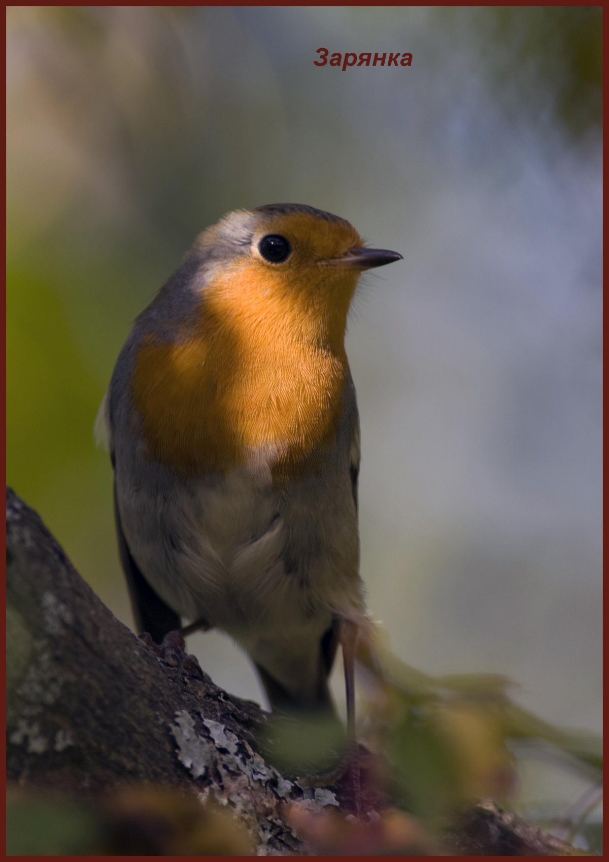 Приокско-Террасный заповедник птицы
