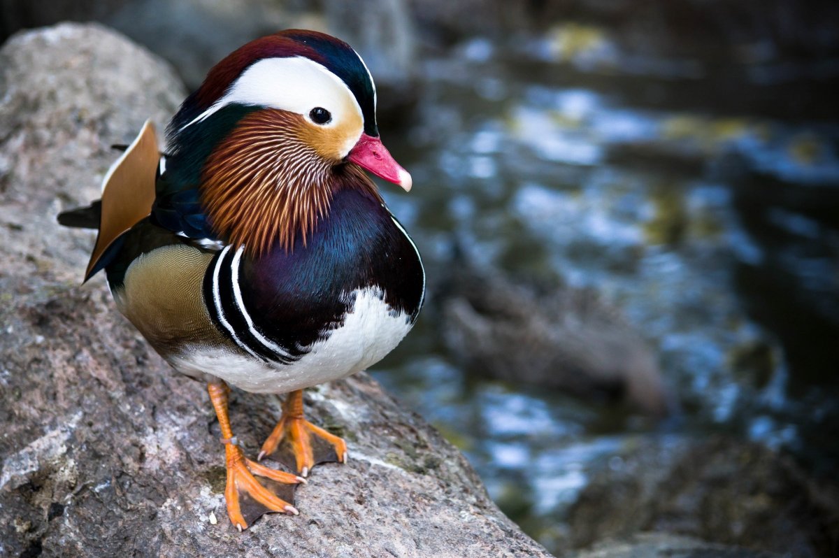 Редкие птицы и их названия