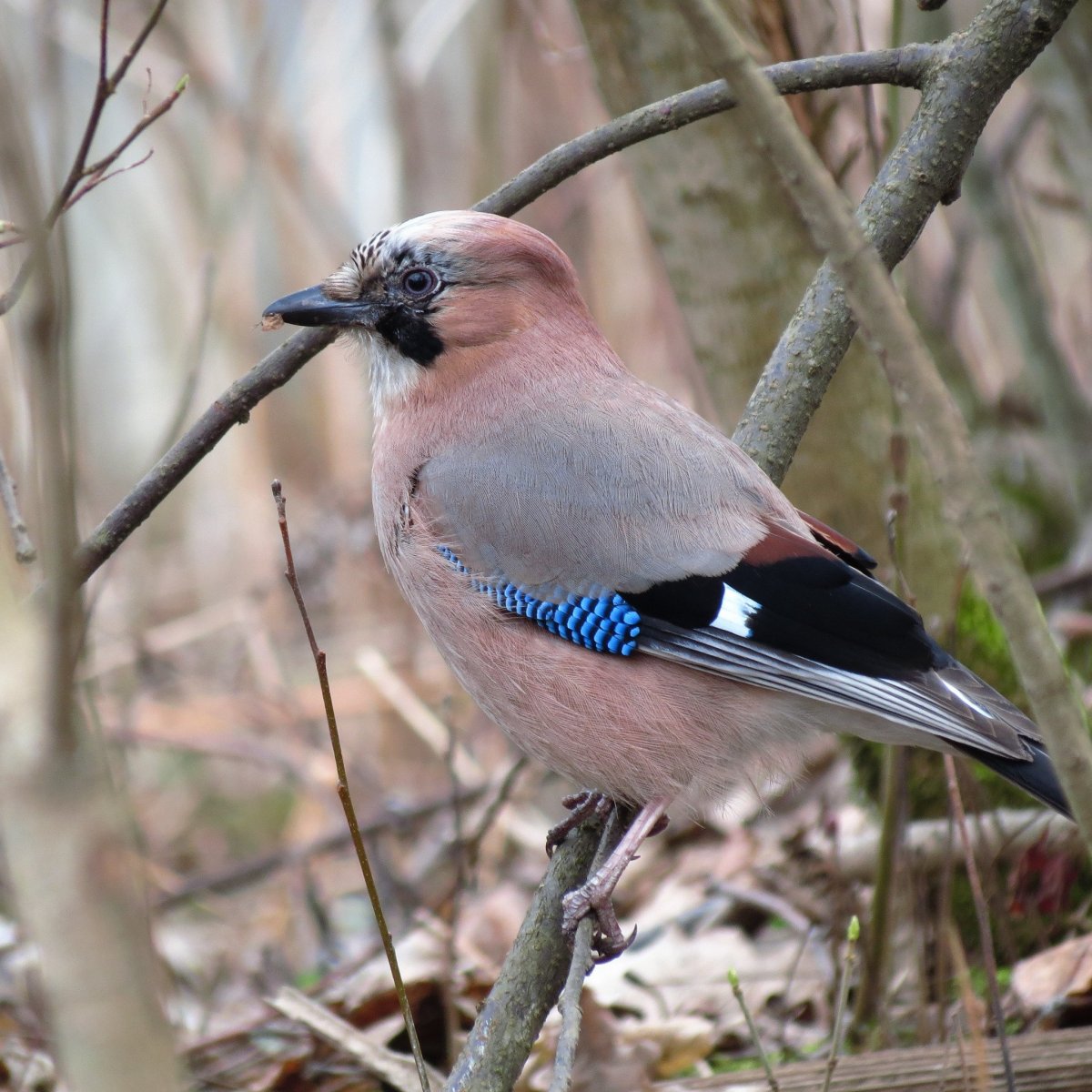 Востроглазая Сойка