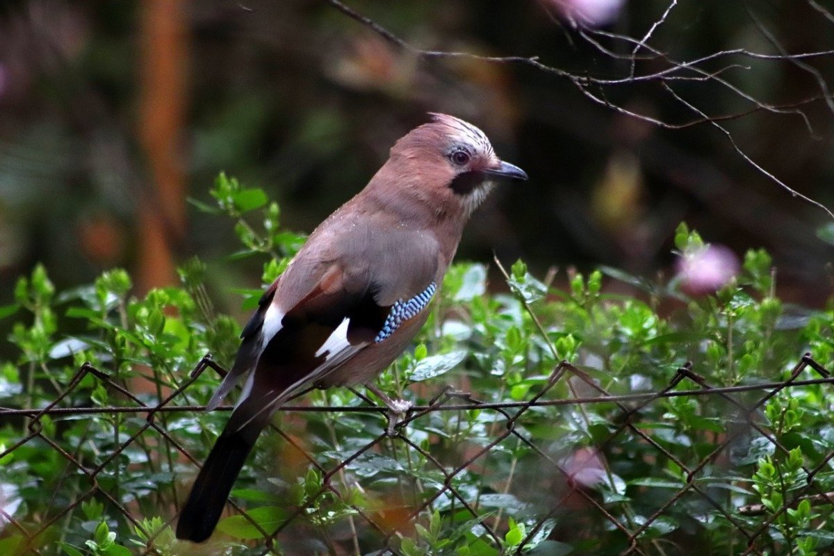 Птица Абхазии коричневая