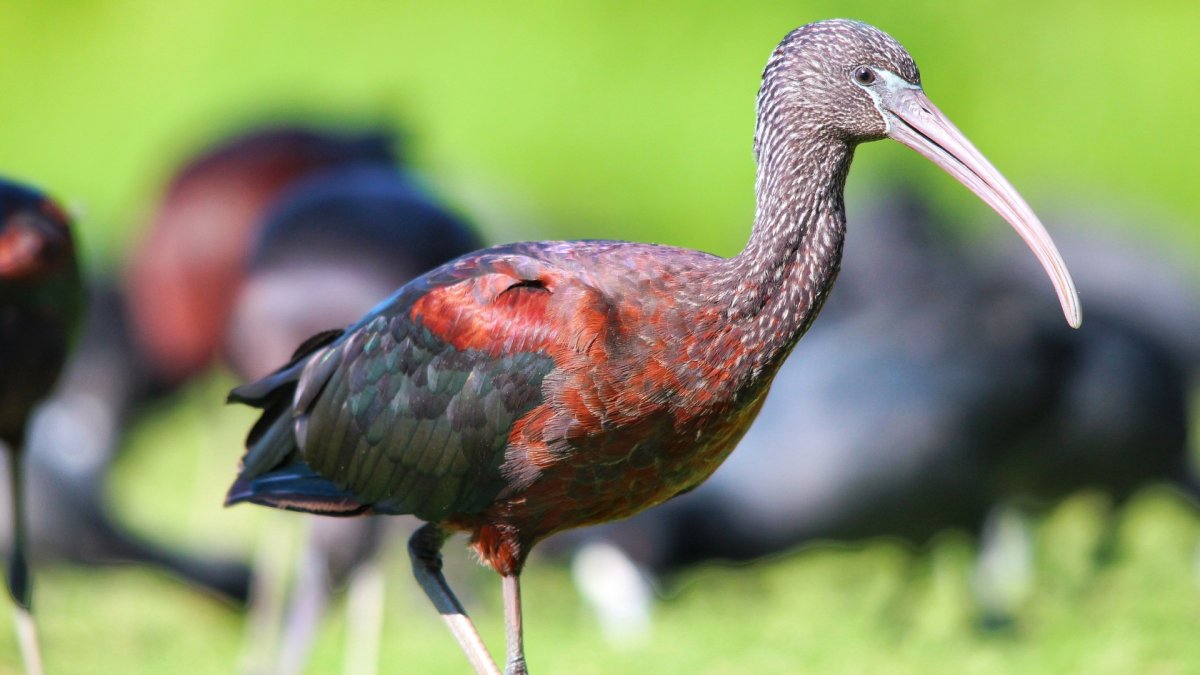 Птица черный Ибис австрийский