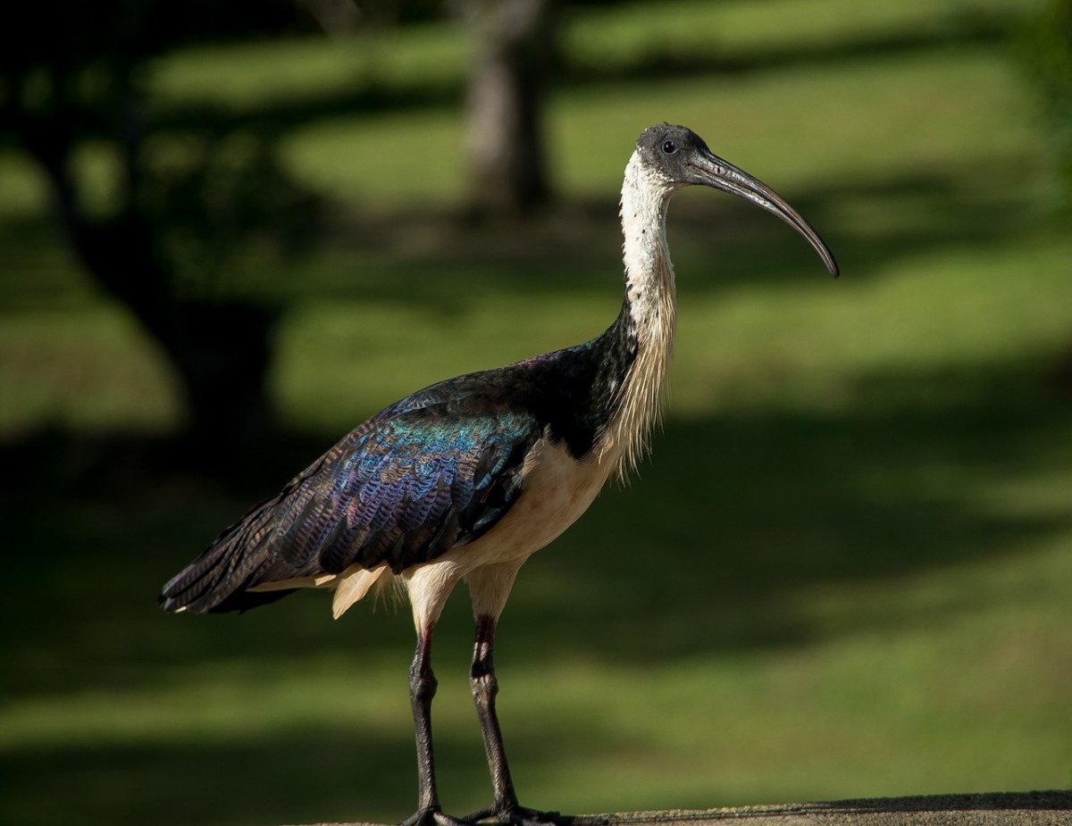 Австралийский Лесной Ибис