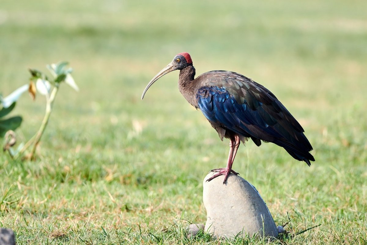 Ибис черный птица