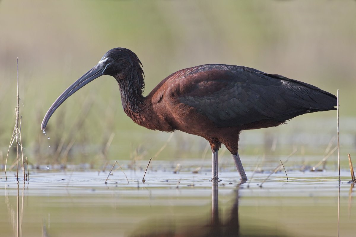 Ибис птица черный